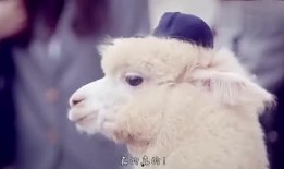 戴兔子头套的娱乐爆料,揭秘娱乐圈幕后故事