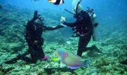 枫丹剧情最新爆料潜水,揭秘神秘潜水生成背后的奇幻世界