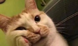 刘大锤爆料熊抱猫视频,萌态可掬引发网友热议